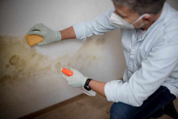 Best Certified Mold Removal  in Kirkland, IL