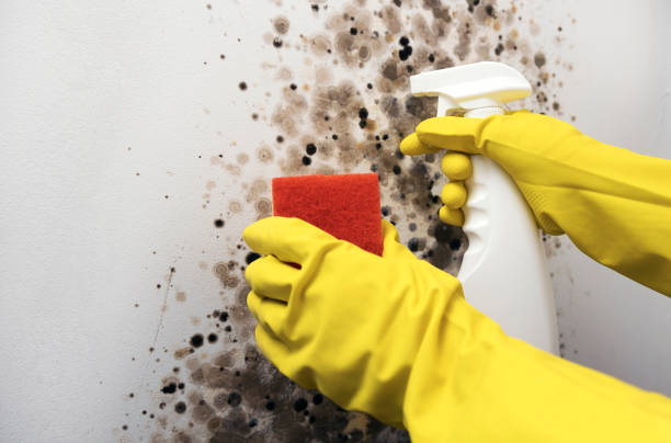 Trusted Kirkland, IL Mold Removal Experts