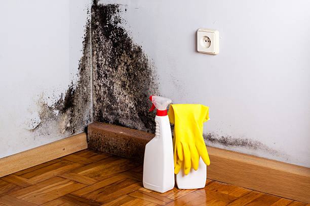 Best Attic Mold Removal  in Kirkland, IL